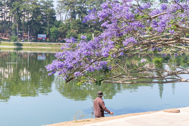 Cảnh sắc lãng mạn, đẹp như cổ tích ở Đà Lạt mùa phượng tím - 4