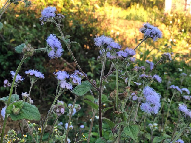 Mê mẩn những cánh Äá»ng hoa Äẹp như thiên ÄÆ°á»ng á» Má»c Châu - 10