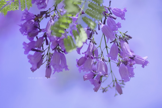 Cảnh sắc lãng mạn, đẹp như cổ tích ở Đà Lạt mùa phượng tím - 8