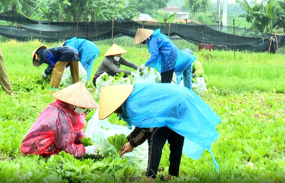 Phu nu Bac Ninh doi mua thu hoach nong san chi vien cho nguoi Ha Noi hinh anh 2