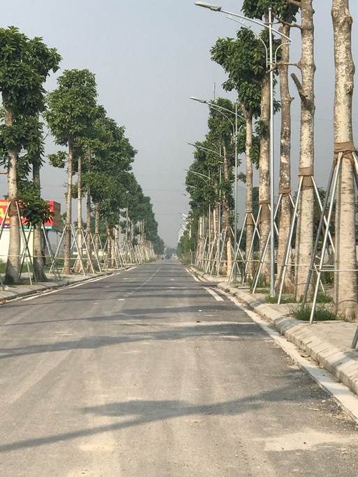 Cây xanh bắt đầu phủ kín khu đô thị Thanh Hà