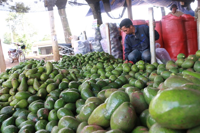 Lạ lùng món cơm với bơ dễ gây nghiện ở vùng đất đỏ Bazan - 1