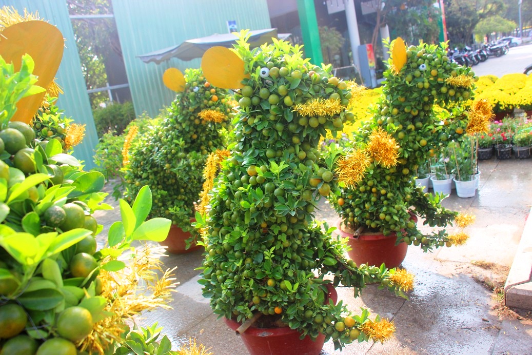 Ngắm đàn chuột độc lạ từ quất bonsai 7 triệu/chậu khách khuân ầm ầm hình ảnh 8 ngam dan chuot doc la tu quat bonsai 7 trieu/chau khach khuan am am hinh anh 8