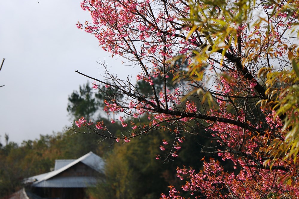 Ruc ro sac hoa dao rung o vung reo cao Tay Bac Mu Cang Chai hinh anh 1