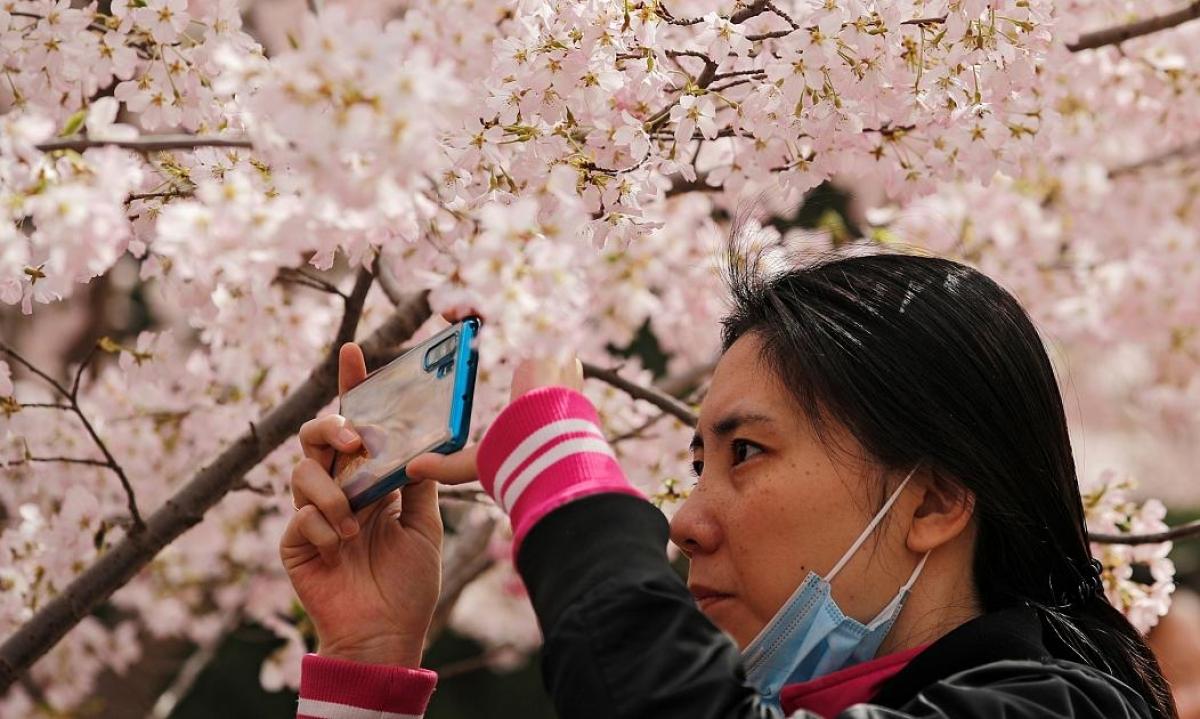 Không ai muốn bỏ lỡ cơ hội lưu lại những hình ảnh đẹp nhất với hoa anh đào. Nguồn: AP
