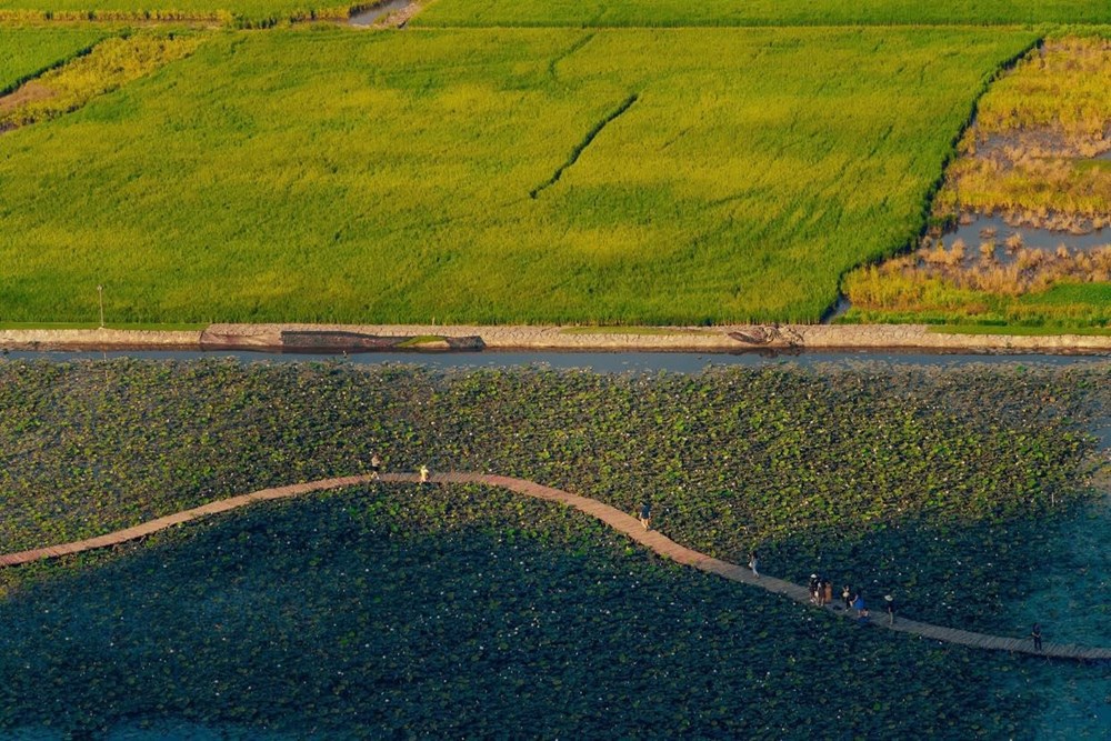 [Photo] Kham pha dam sen duoc menh danh dep nhat Viet Nam hinh anh 4