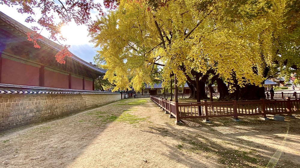 Ngam mua Thu vang dep den nao long tai xu so Kim Chi hinh anh 13