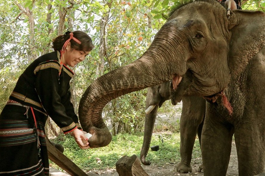Lễ cũng voi là một nét văn hóa độc đáo của người Tây Nguyên. Ảnh Duy Thương
