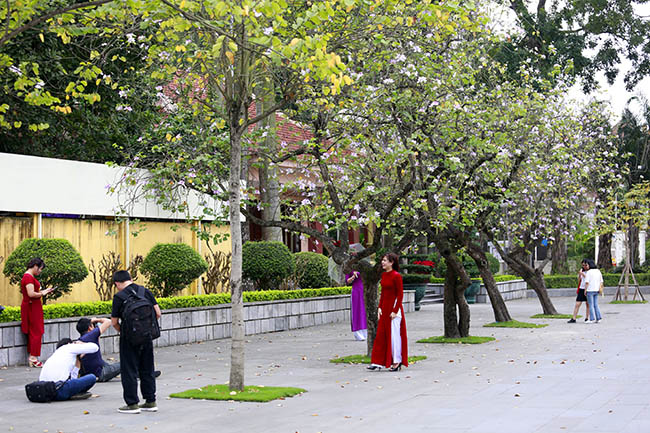 Hoa ban nở rộ khắp phố, chị em nườm nượp hoa ban no ro khap pho, chi em nuom nuop