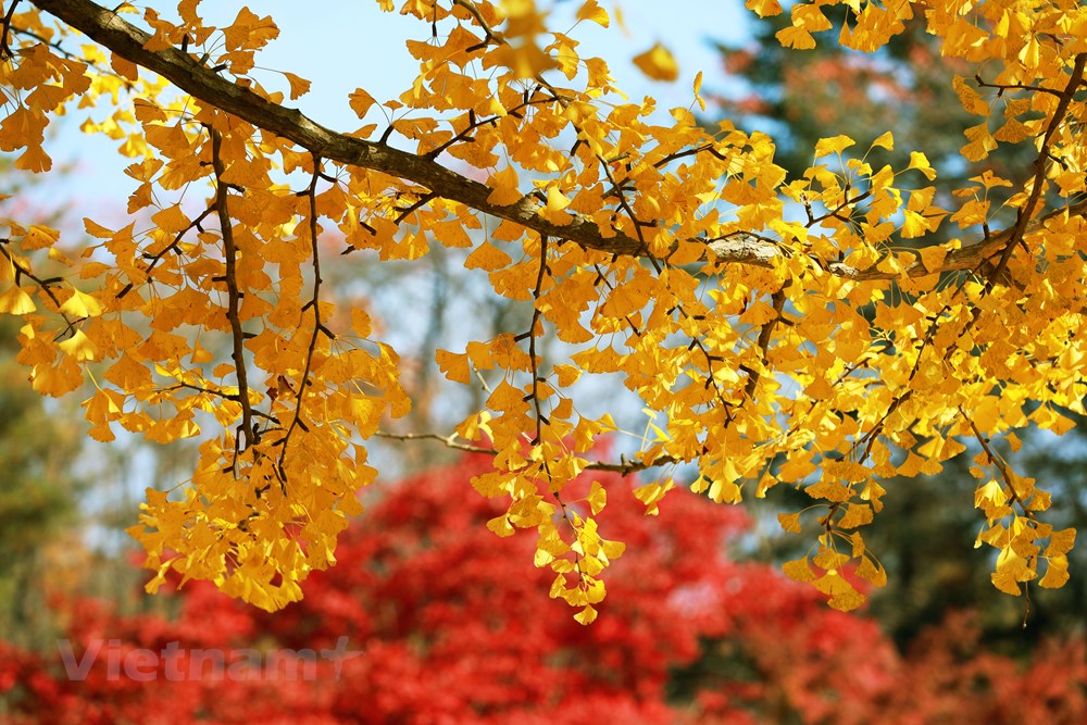 Han Quoc: Dao Nami tro thanh diem hut khach du lich thoi ky hau COVID hinh anh 4