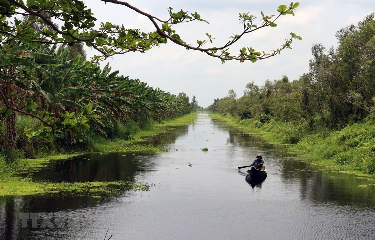 Kiên Giang: Ngắm rừng U Minh Thượng qua Vọng Lâm Đài hình ảnh 1 kien giang: ngam rung u minh thuong qua vong lam dai hinh anh 1