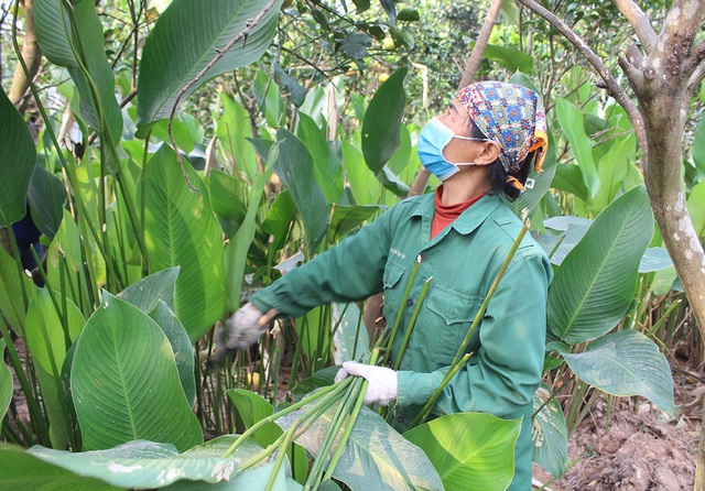 Hồ hởi thu hoạch ngọc xanh, dân Hà Nội kiếm tiền triệu mỗi ngày dịp Tết - 1