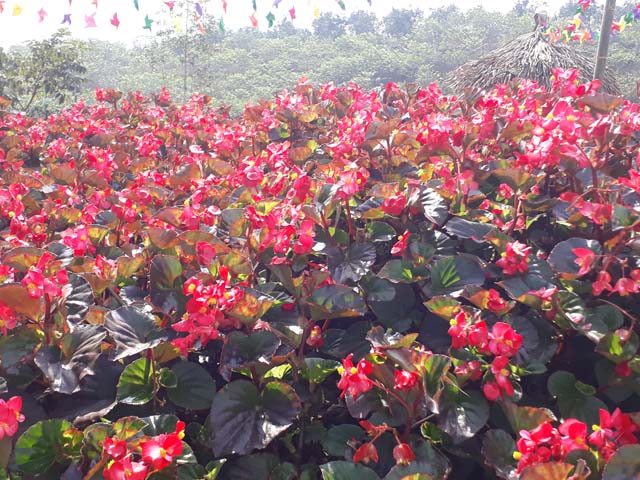 dep me hon voi sac xuan tren ban lang vung cao tay bac hinh anh 14