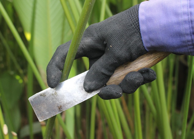 Hồ hởi thu hoạch ngọc xanh, dân Hà Nội kiếm tiền triệu mỗi ngày dịp Tết - 3