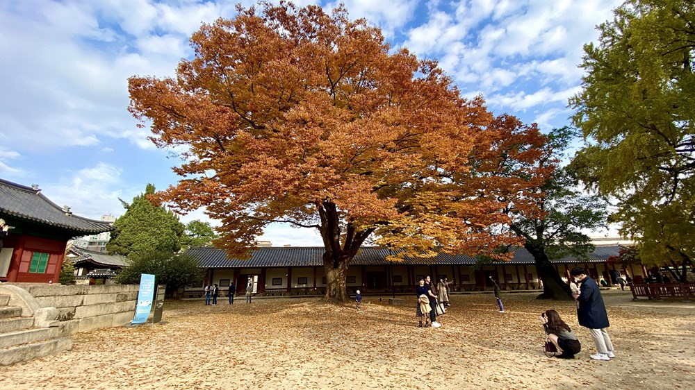 Ngam mua Thu vang dep den nao long tai xu so Kim Chi hinh anh 7