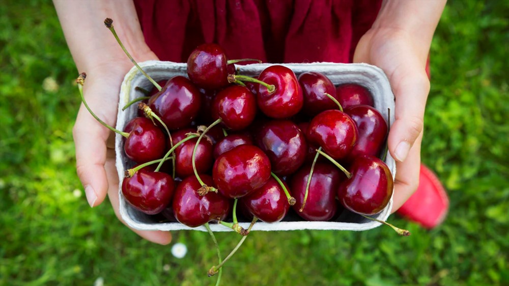 6. Cherry: Nếu bạn muá»n Än chút gì Äó có vá» ngá»t trưá»c khi Äi ngá»§, hãy thá» cherry. Loại quả nà y thÃch hợp Äá» Än nhẹ buá»i tá»i vì chúng có má»t lượng chất xÆ¡ vừa phải và là má»t trong sá» Ãt các loại thá»±c phẩm có chứa melatonin tá»± nhiên.