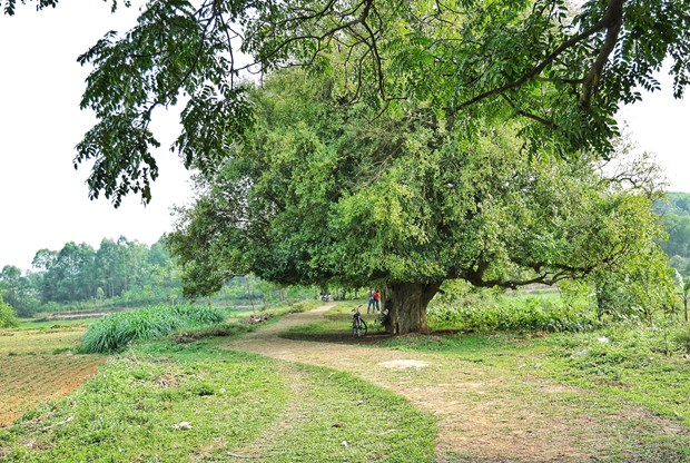 [Photo] Dung duoi vom duoi di san doc dao o xu Doai may trang bay hinh anh 2
