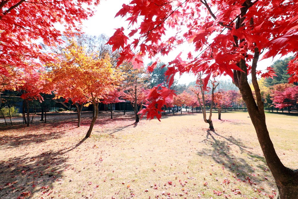 Han Quoc: Dao Nami tro thanh diem hut khach du lich thoi ky hau COVID hinh anh 10