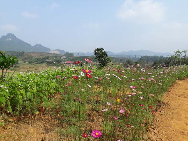 dep me hon voi sac xuan tren ban lang vung cao tay bac hinh anh 7