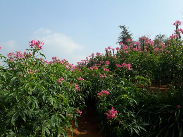 dep me hon voi sac xuan tren ban lang vung cao tay bac hinh anh 13