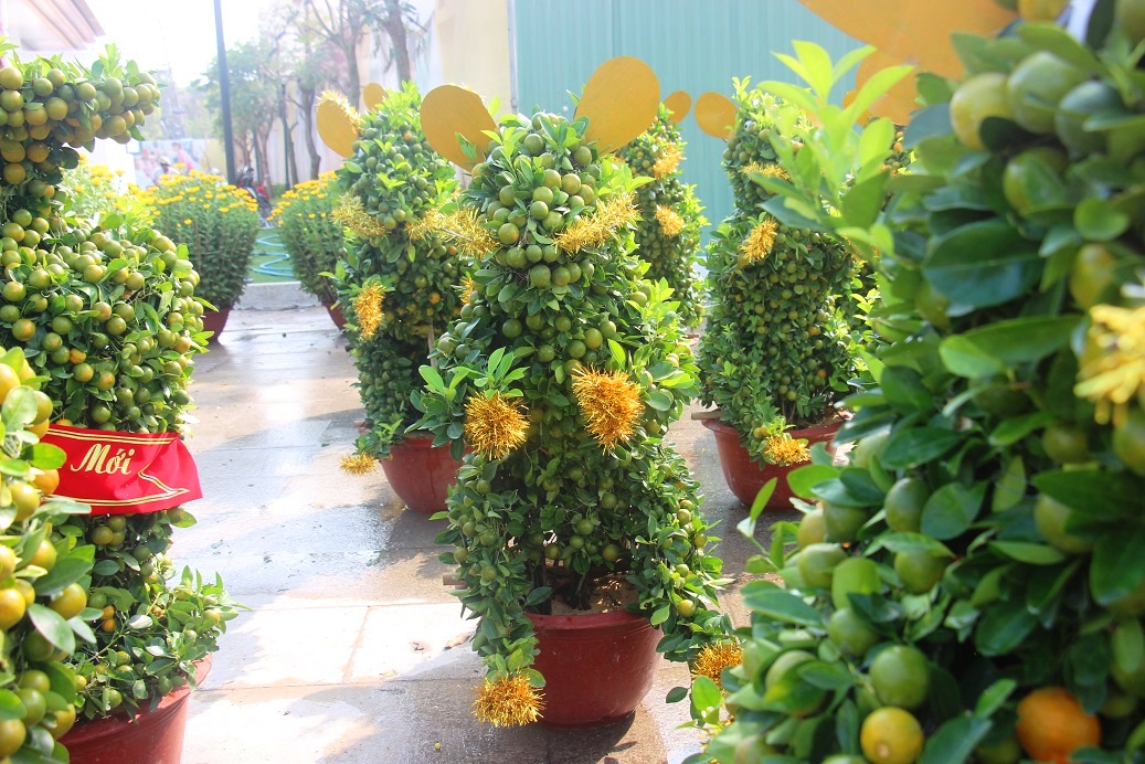 Ngắm đàn chuột độc lạ từ quất bonsai 7 triệu/chậu khách khuân ầm ầm hình ảnh 3 ngam dan chuot doc la tu quat bonsai 7 trieu/chau khach khuan am am hinh anh 3