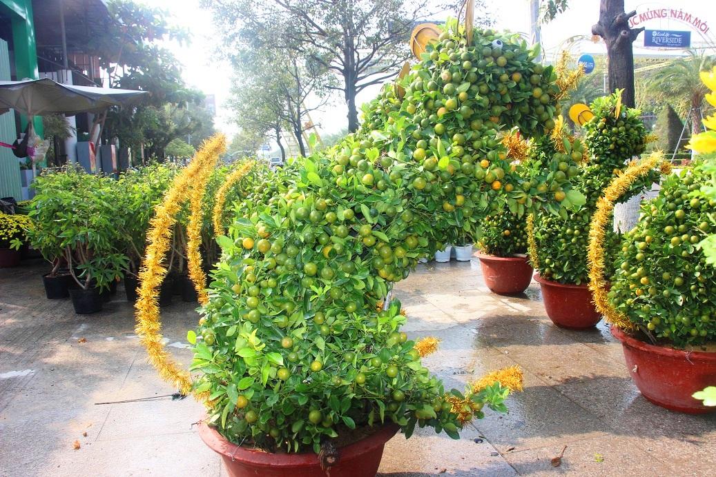 Ngắm đàn chuột độc lạ từ quất bonsai 7 triệu/chậu khách khuân ầm ầm hình ảnh 1 ngam dan chuot doc la tu quat bonsai 7 trieu/chau khach khuan am am hinh anh 1