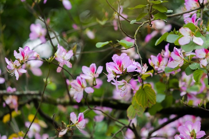 Loài hoa mang hơi thở của núi rừng. Ảnh: Tô Thế.