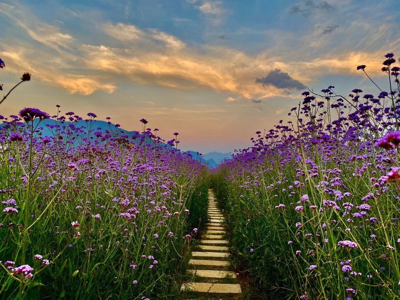 fansipan dep me hoac mua nang moi, gia ve cap treo giam 250.000 dong hinh 6