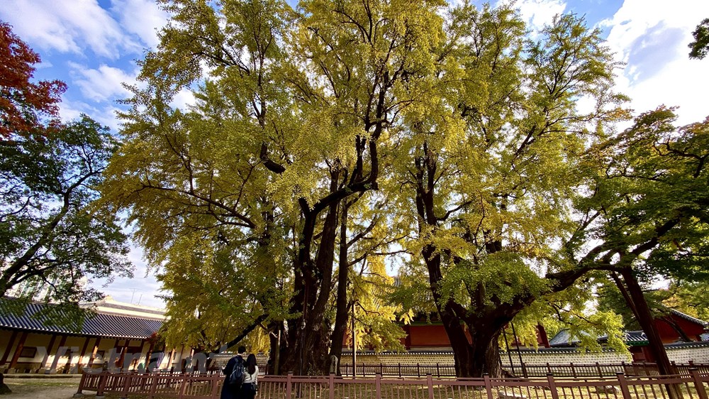 Ngam mua Thu vang dep den nao long tai xu so Kim Chi hinh anh 9