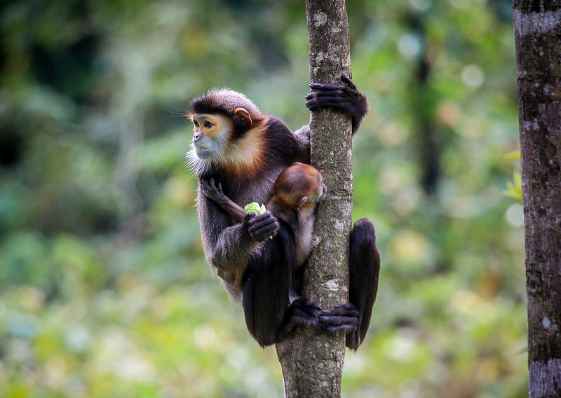 "Bách khoa hoang dã" đặc biệt nhất Việt Nam - Ảnh 4.