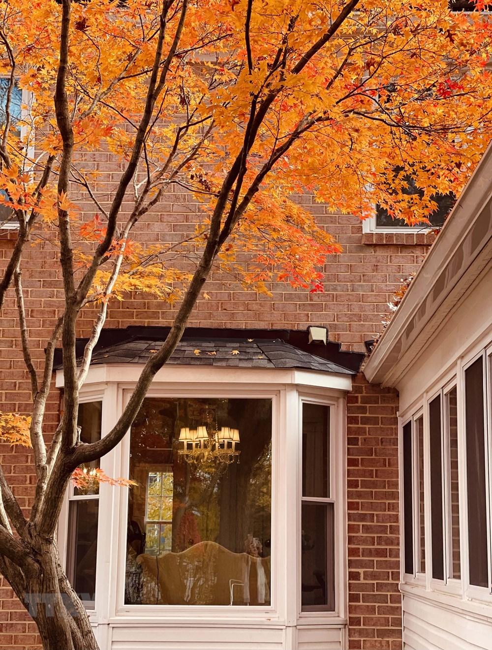 [Photo] Dam minh trong khong gian mua Thu vang o nuoc My hinh anh 10