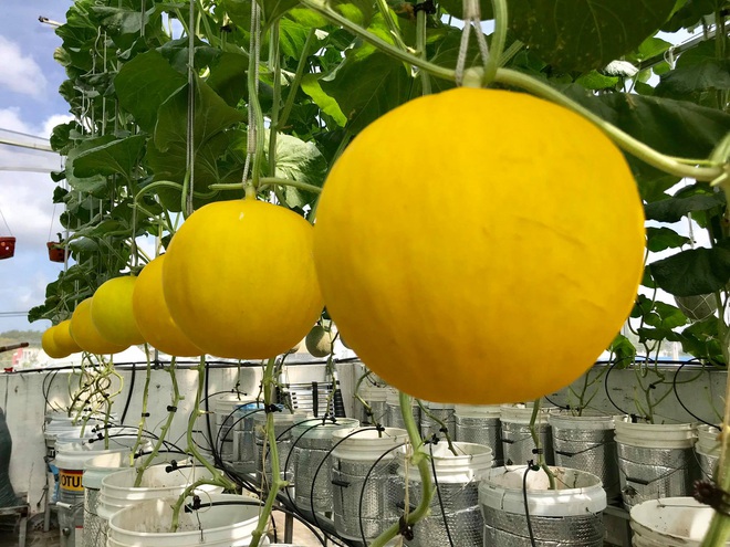 Mê mẩn vườn treo sân thượng, thu 4 tạ quả/ năm của ông bố ở Bình Dương - 12