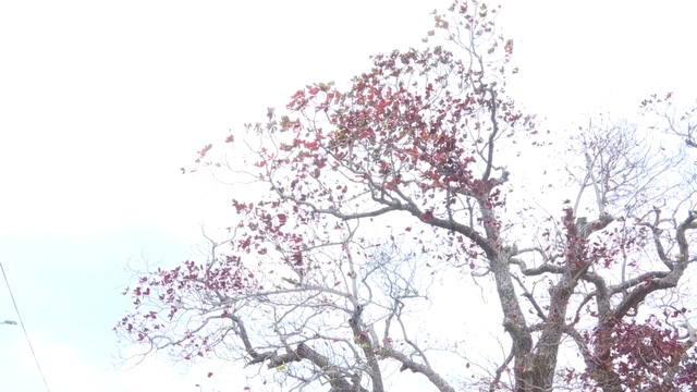 Côn Đảo: Đẹp thơ mộng, ngỡ ngàng mùa Bàng thay lá - Ảnh 1.