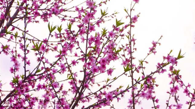 Sun World Fansipan Legend đón Phật tử, du khách đến cầu an Tết Nhâm Dần ảnh 5