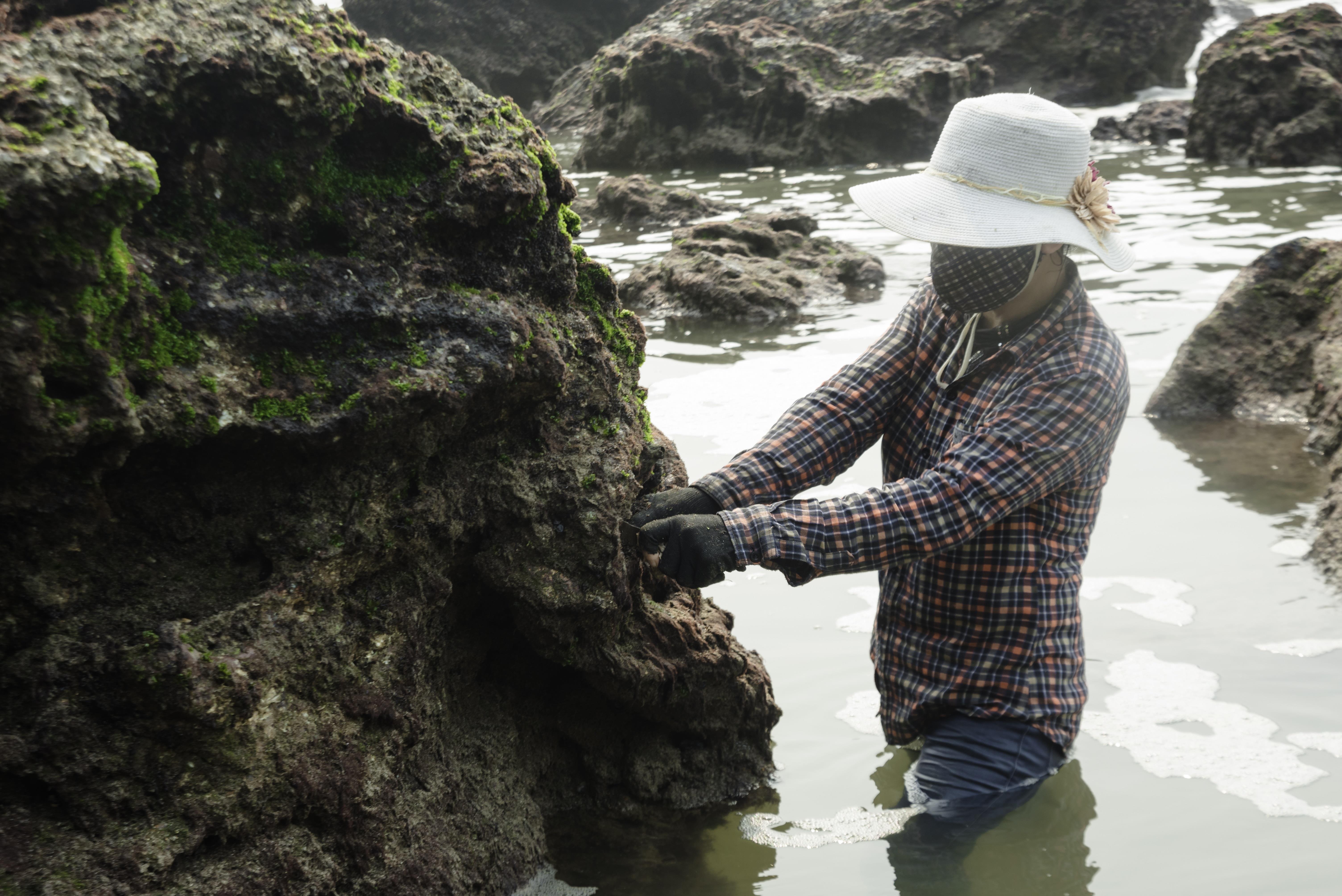 Lạ kỳ thứ bánh làm từ rau cạo ở biển, ăn kèm với cá kho mới ngon hình ảnh 2 la ky thu banh lam tu rau cao o bien, an kem voi ca kho moi ngon hinh anh 2