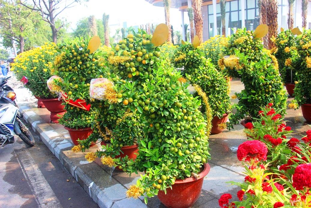 Ngắm đàn chuột độc lạ từ quất bonsai 7 triệu/chậu khách khuân ầm ầm hình ảnh 6 ngam dan chuot doc la tu quat bonsai 7 trieu/chau khach khuan am am hinh anh 6