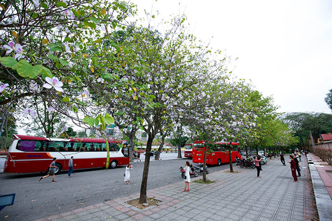 Hoa ban nở rộ khắp phố, chị em nườm nượp hoa ban no ro khap pho, chi em nuom nuop