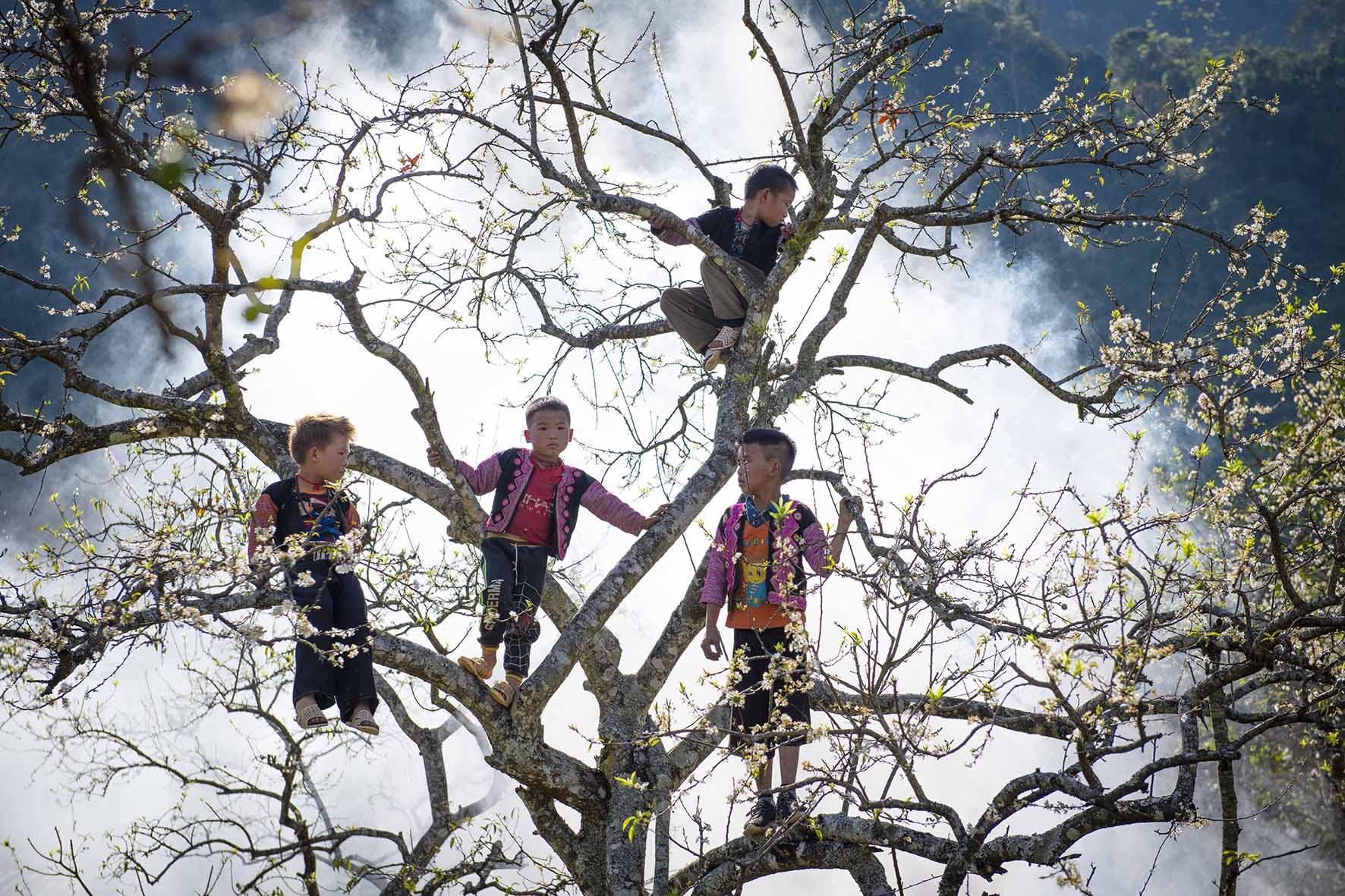 Hoa mận nở trắng trời đẹp như cổ tích ở Mộc Châu - 3