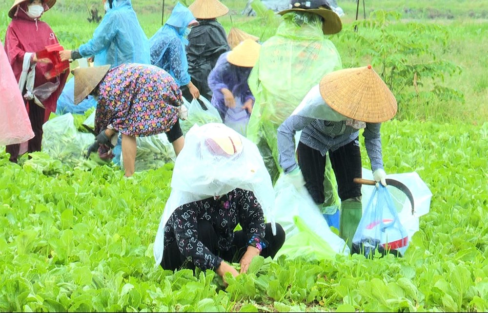 Phu nu Bac Ninh doi mua thu hoach nong san chi vien cho nguoi Ha Noi hinh anh 4
