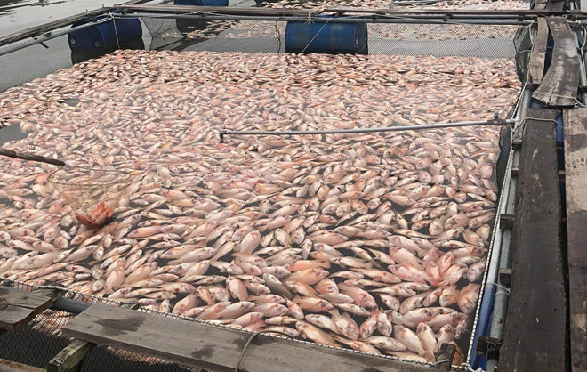 cá-chết-trà-cân