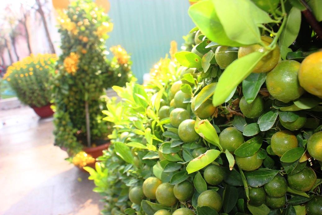 Ngắm đàn chuột độc lạ từ quất bonsai 7 triệu/chậu khách khuân ầm ầm hình ảnh 5 ngam dan chuot doc la tu quat bonsai 7 trieu/chau khach khuan am am hinh anh 5