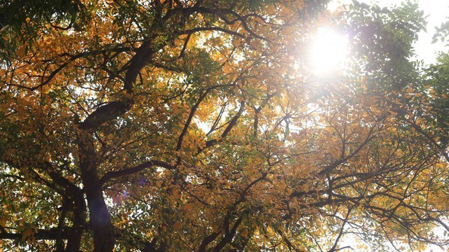 Nao lÃ²ng vá»i HÃ  Ná»i mÃ¹a cÃ¢y thay lÃ¡ - 2