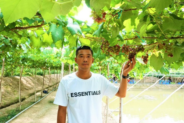 Chàng trai hô biến đất lúa thành vườn nho trĩu quả mê hoặc du khách - 1