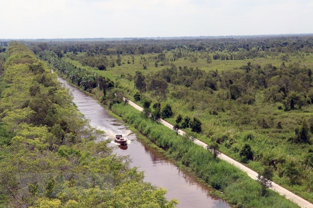 Kiên Giang: Ngắm rừng U Minh Thượng qua Vọng Lâm Đài hình ảnh 3 kien giang: ngam rung u minh thuong qua vong lam dai hinh anh 3