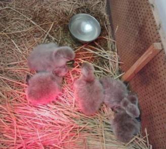 Description: Image may contain: bird