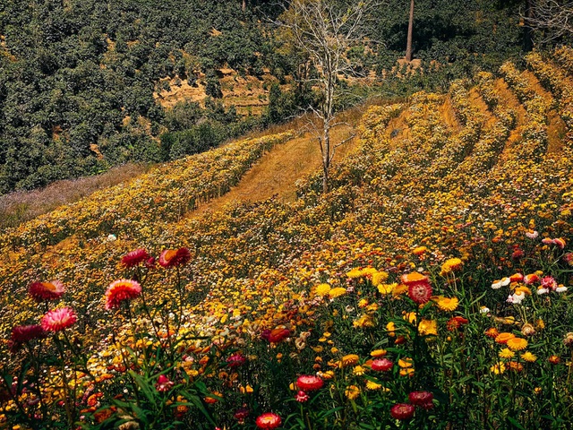 Cảnh sắc như trong truyện tranh ở rừng hoa bất tử tại Đà Lạt - 7