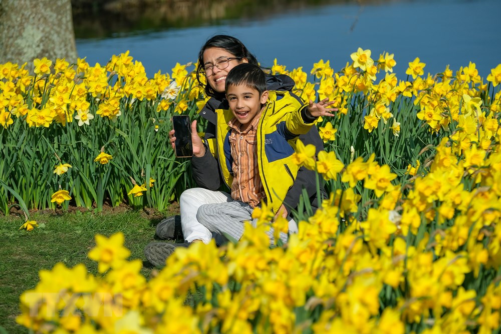 [Photo] Me dam voi thien duong hoa tulip Keukenhof tai Ha Lan hinh anh 1