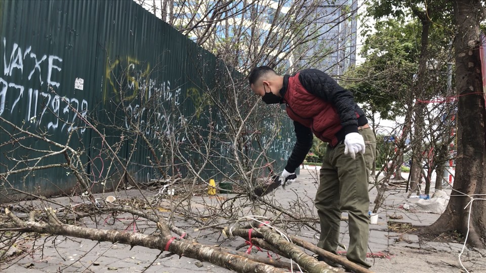 Nhiều lái buôn tiếc nuối chặt bỏ “tài sản” vì lâm cảnh ế ẩm. Ảnh: Trang Thiều