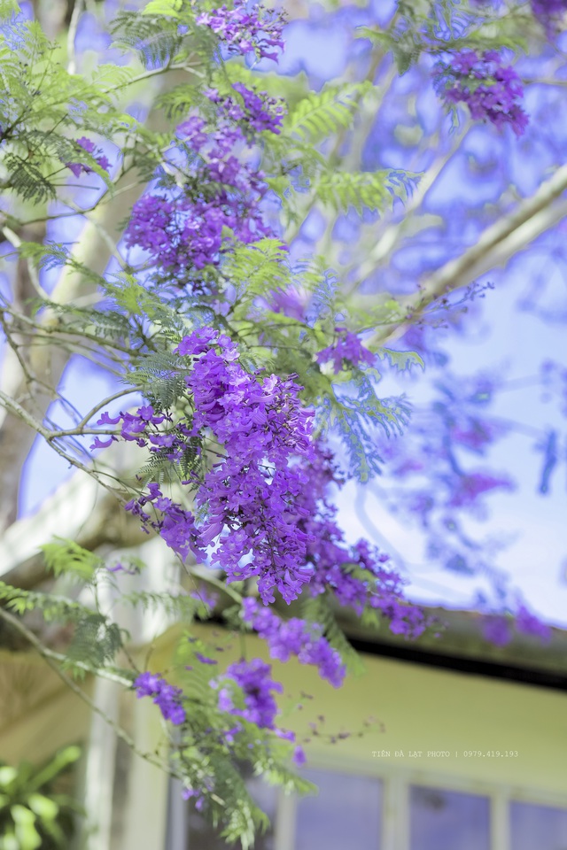Cảnh sắc lãng mạn, đẹp như cổ tích ở Đà Lạt mùa phượng tím - 7