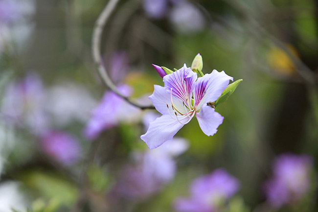 Hoa ban nở rộ khắp phố, chị em nườm nượp hoa ban no ro khap pho, chi em nuom nuop